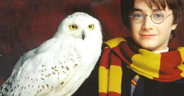 Hibou De La Famille Weasley Dans Harry Potter